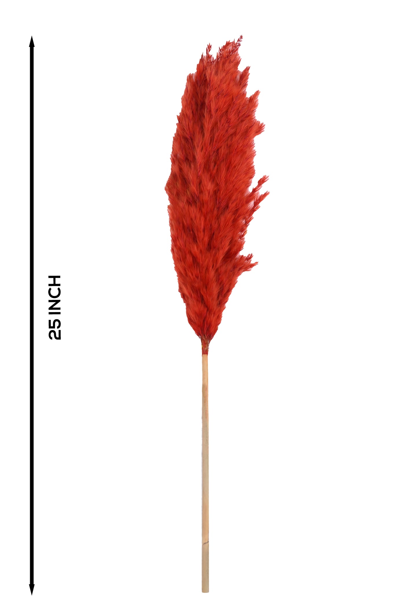 Orange Pampas (FD-05)