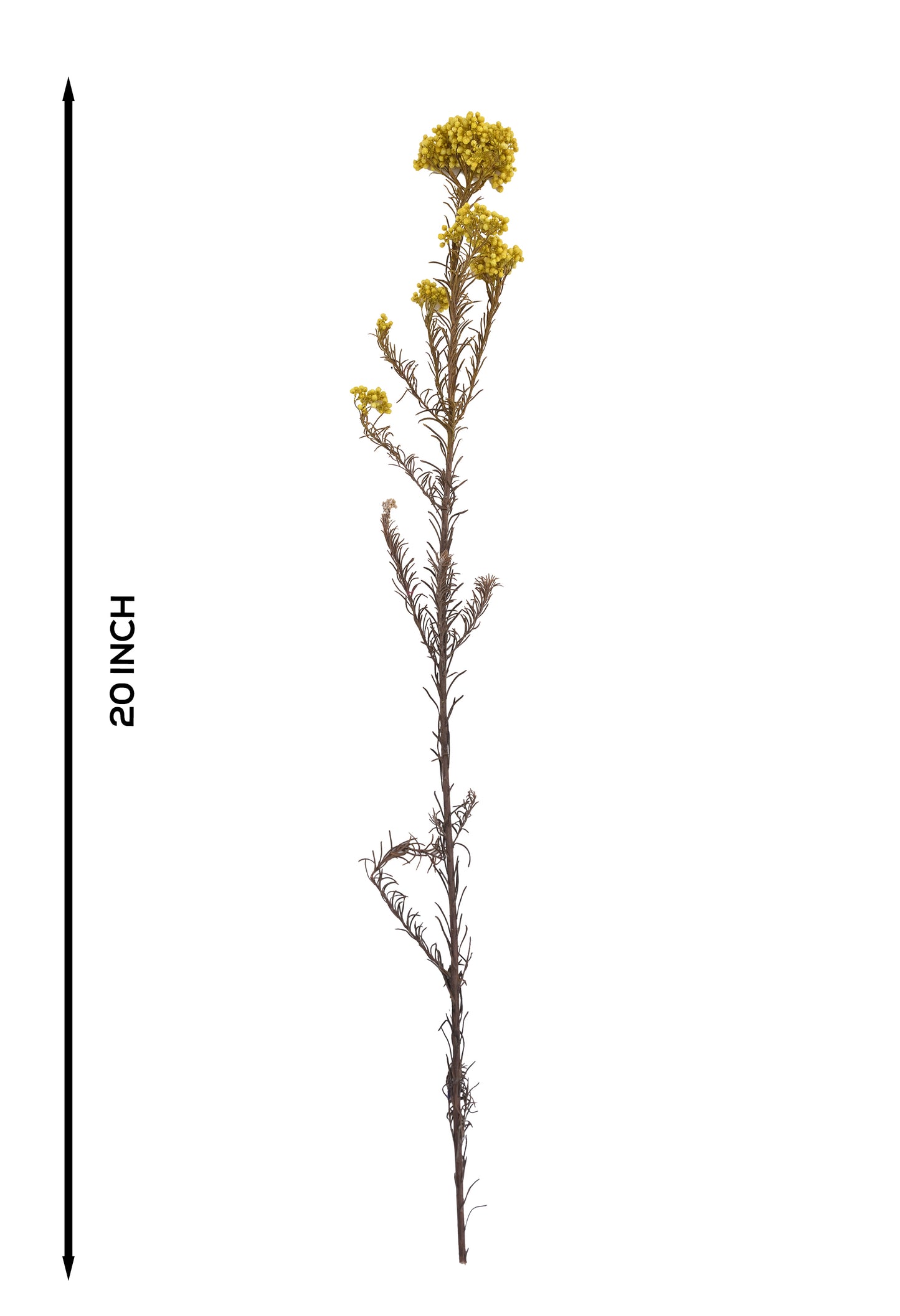 Rice Flower (FS-06)