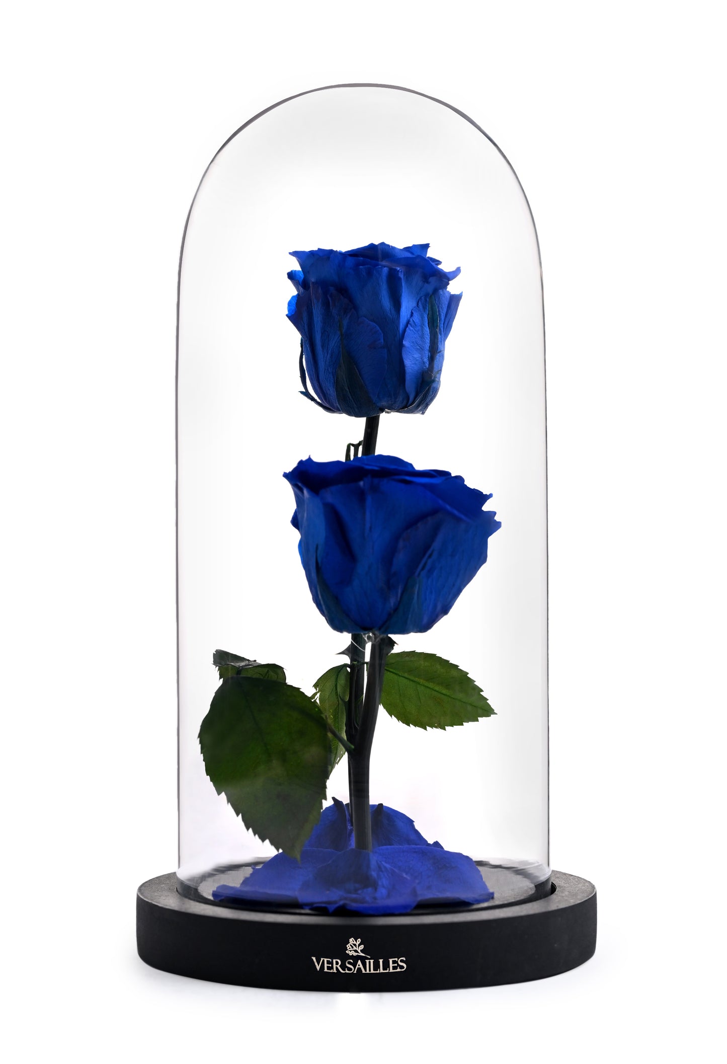 Twin Blue Rose