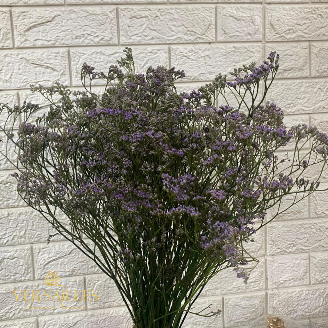 Limonium (FS-10)