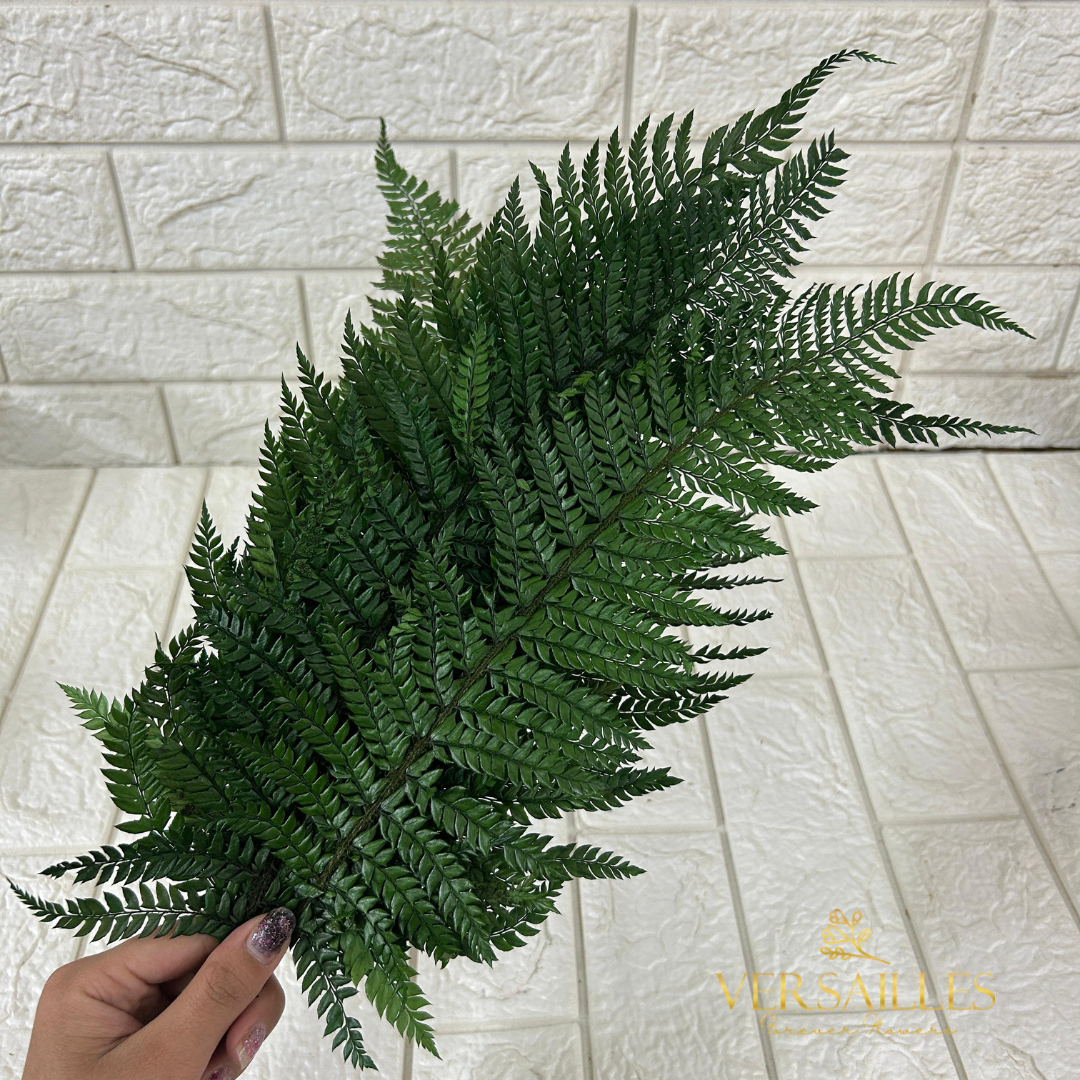 Leather Fern (FS-15)