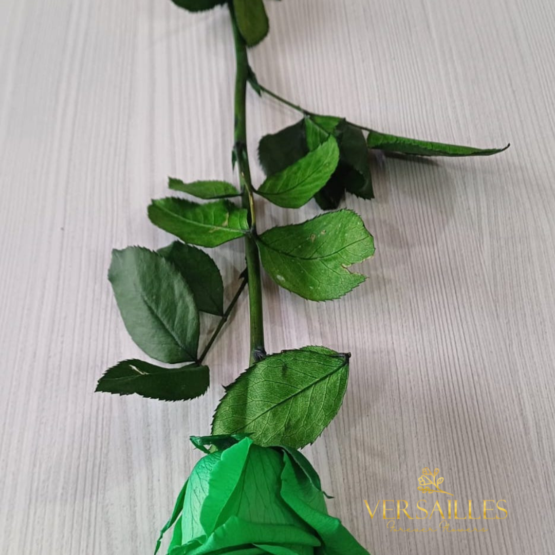 Rose Stems (FS-18)