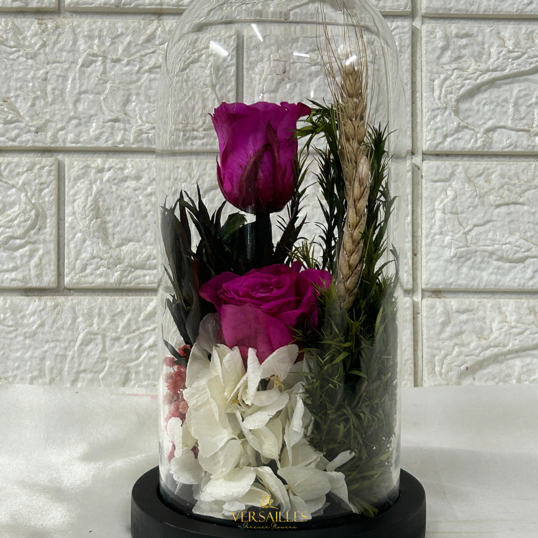 Purple Radiance (DM-31)