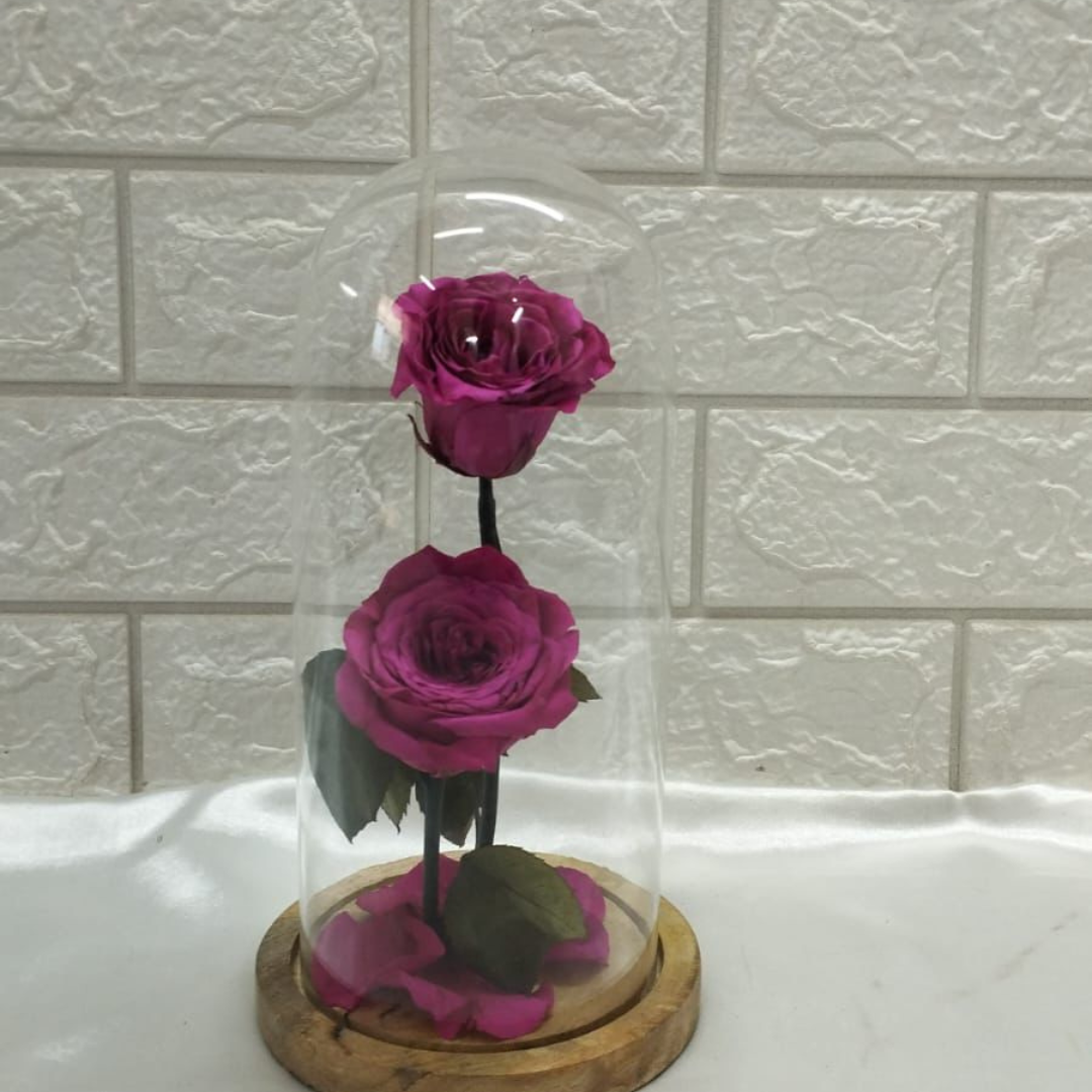 Double Decker Pink (DM-35)