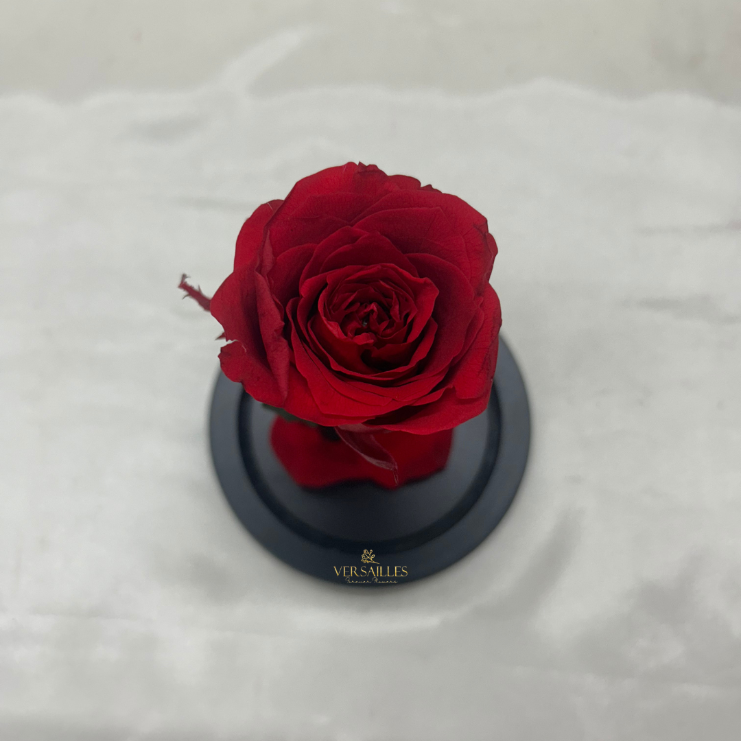 Forever Love (DS-09)