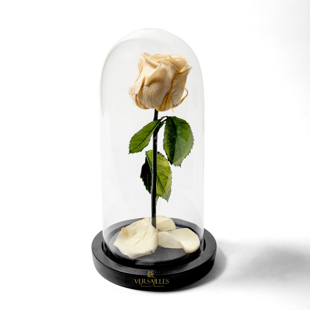 Forever Love WR (DM-12)