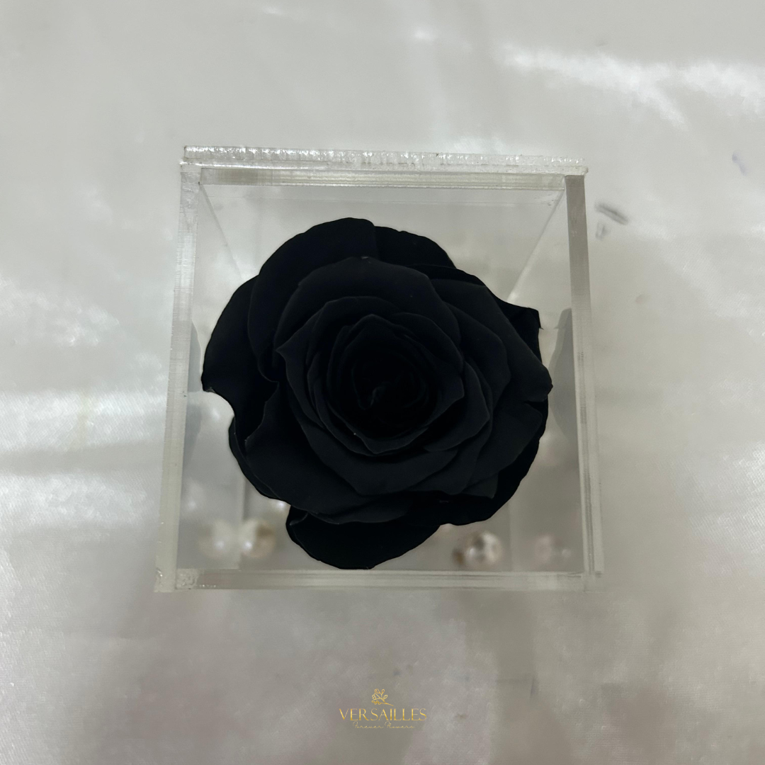 Beau Noir (AR-01)