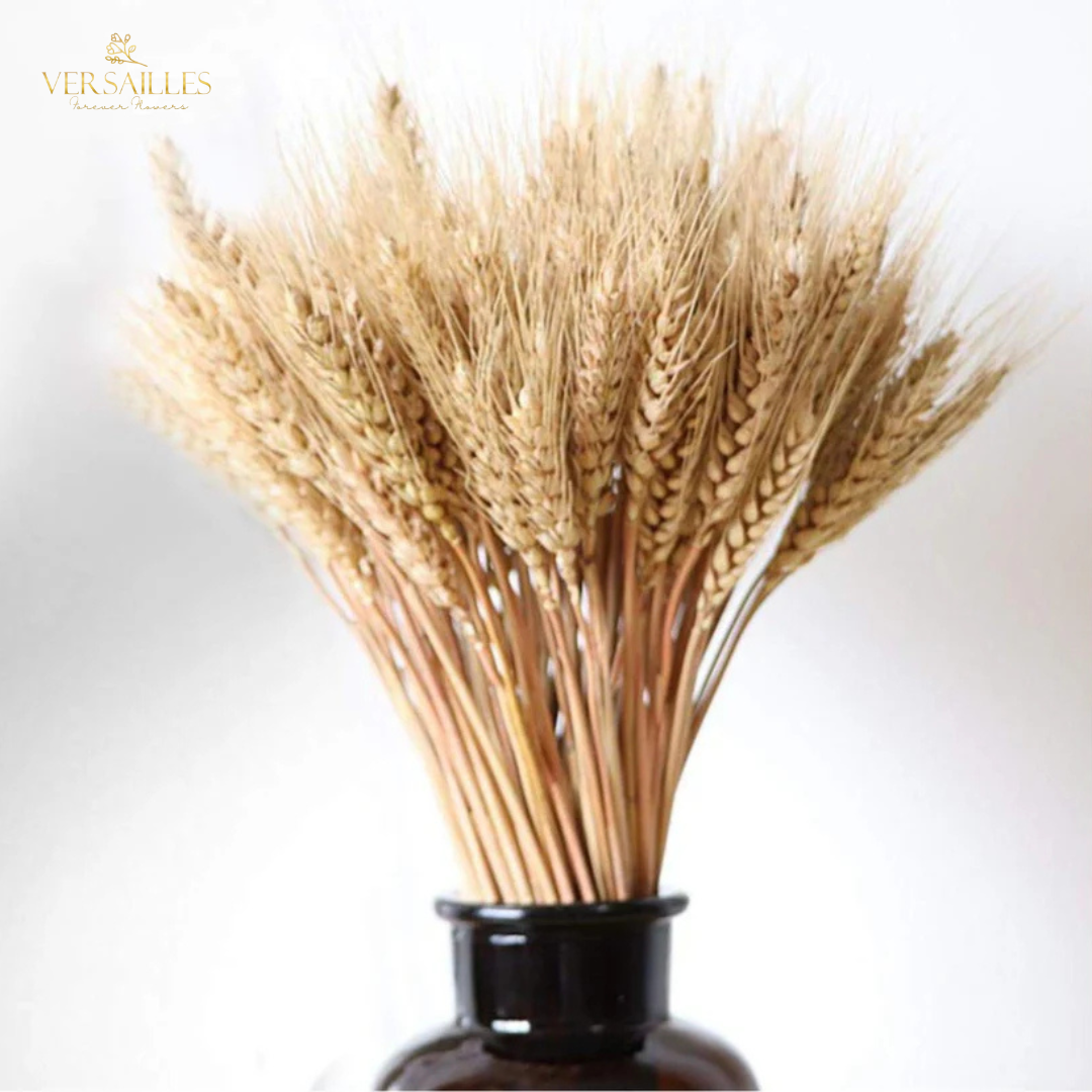 Natural Wheat Grass (FD-03)