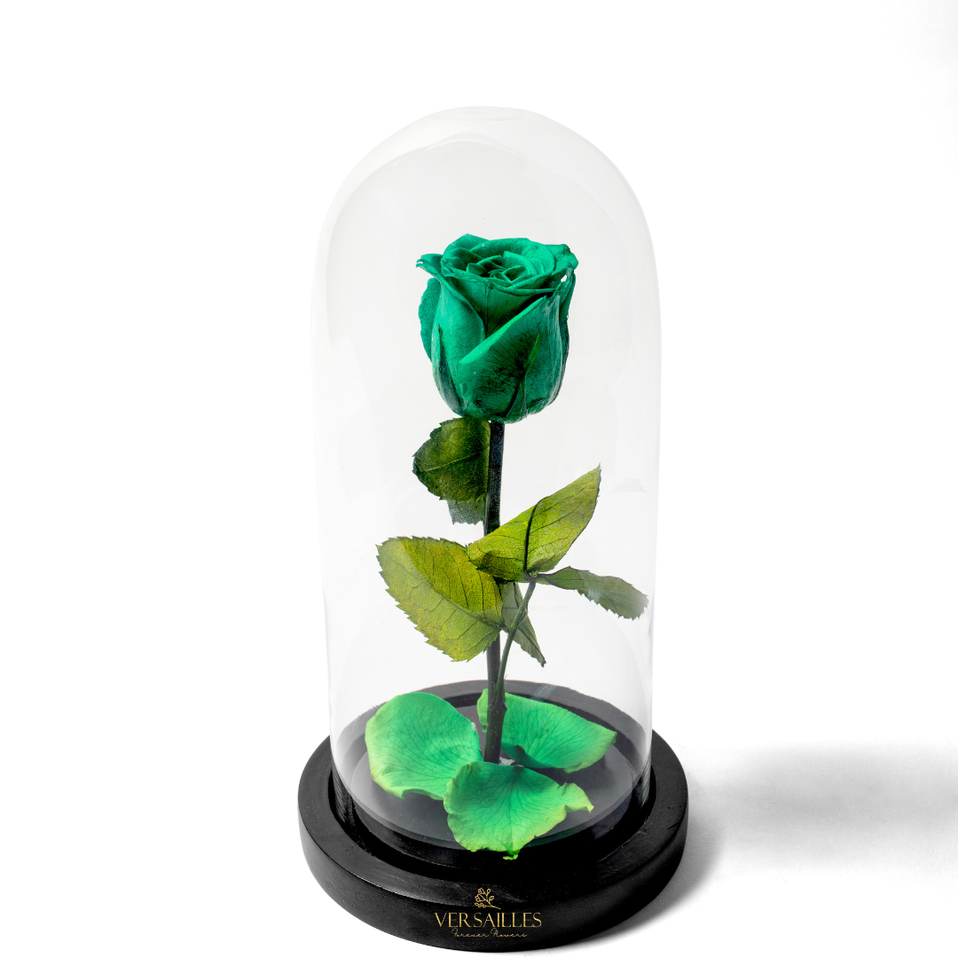 Forever Love PGR (DM-06)