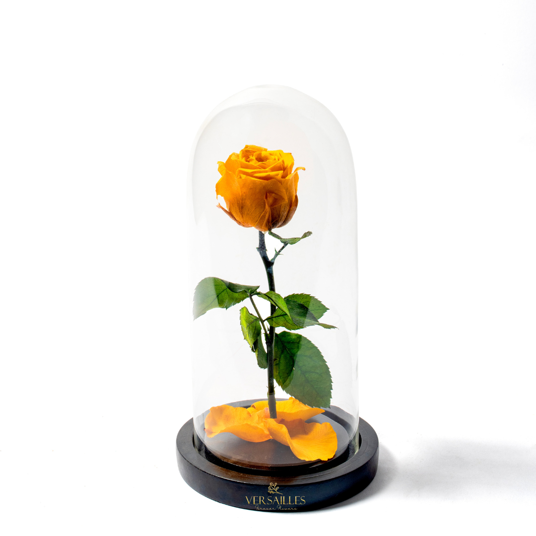 Forever Love YR (DM-09)