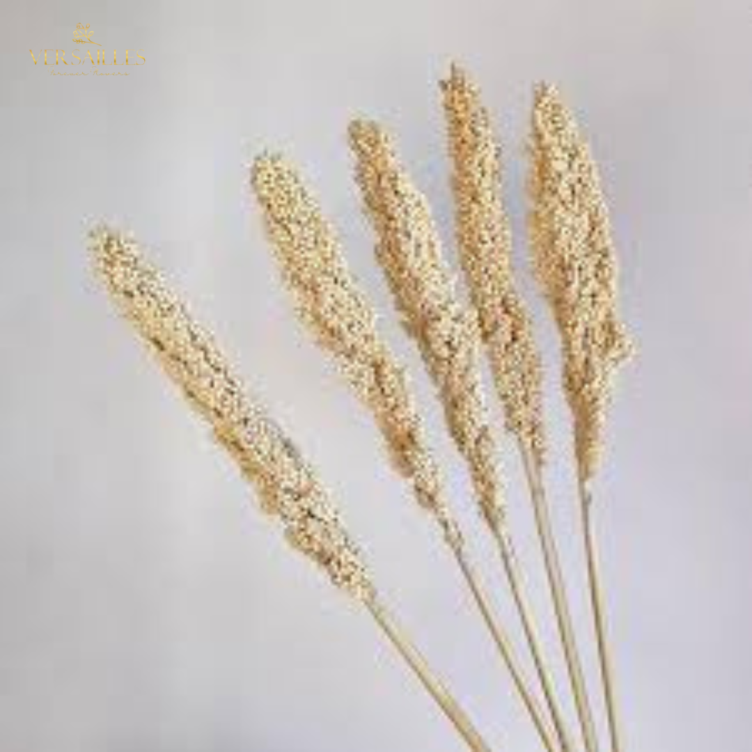 Sour Gum Dry (FD-09)