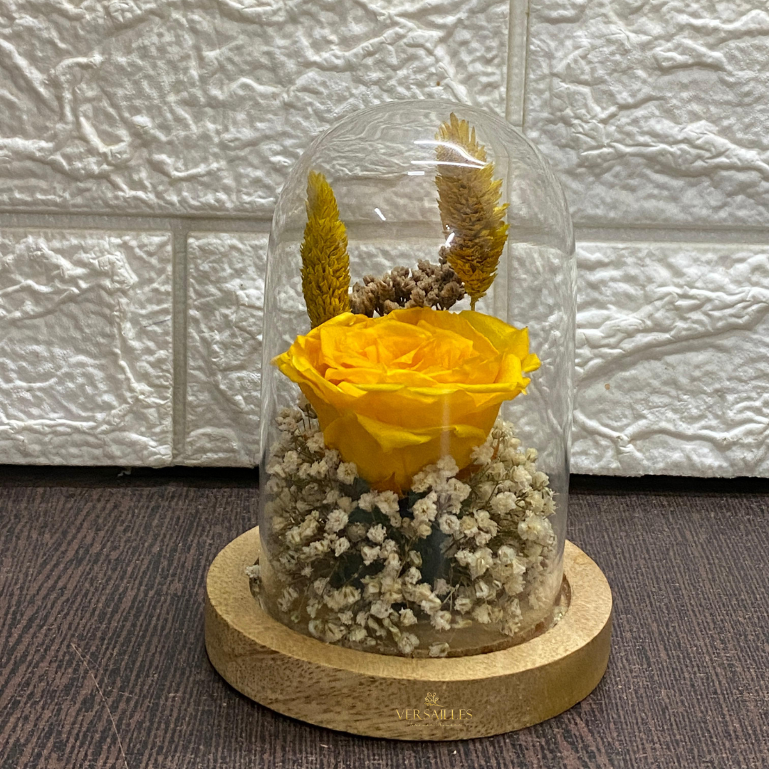 Brite n Sunny (DS-41)