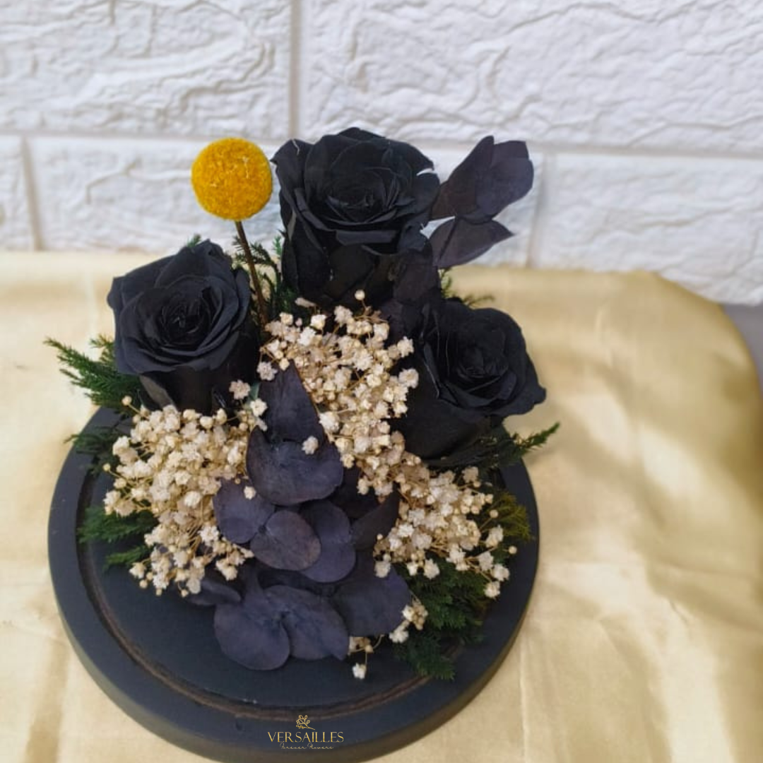 Black Beauty (DL-01)