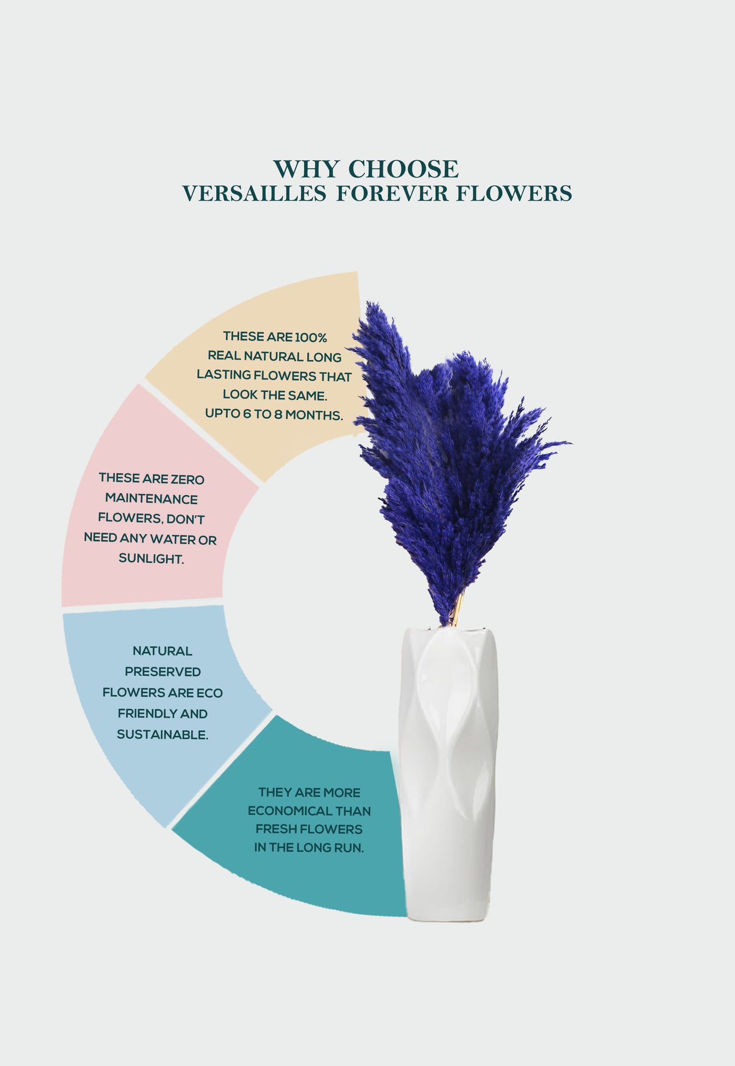 Purple Pampas (FD-05)