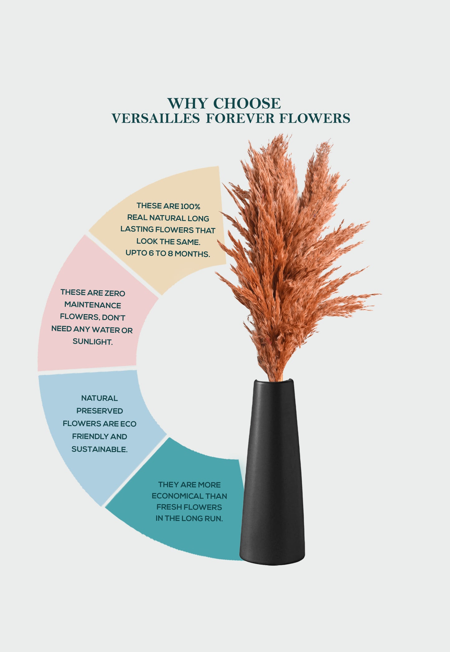Brown Pampas (FD-05)