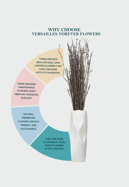 Lavender (FS-10)