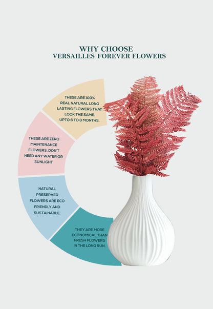 Leather Fern (FS-13)