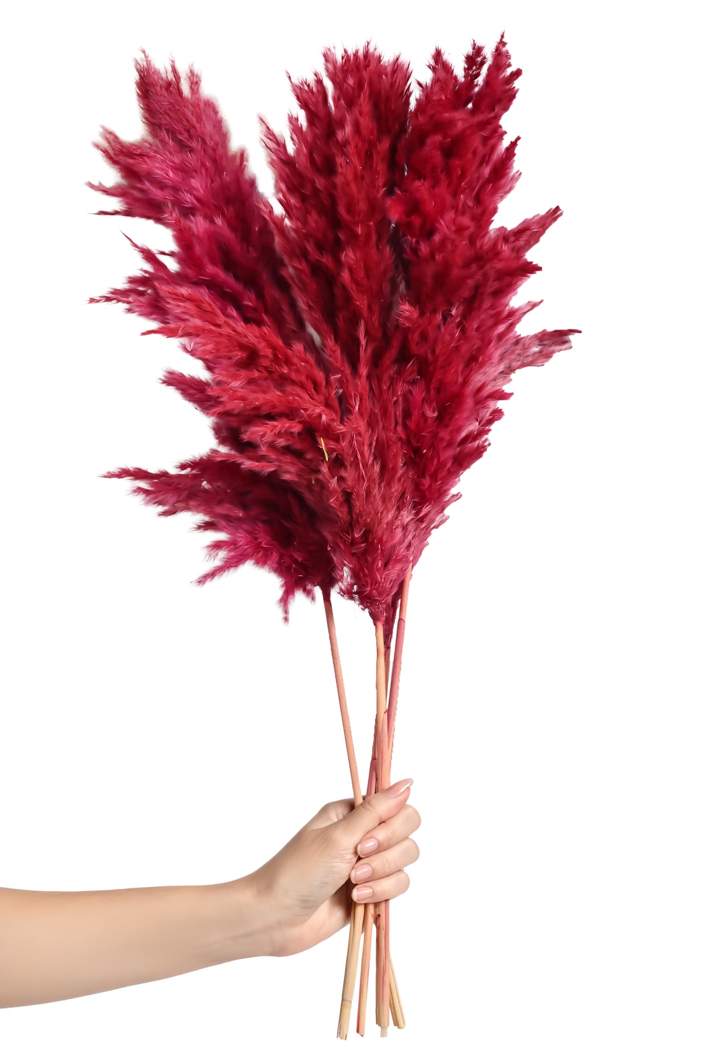 Red Pampas (FD-05)