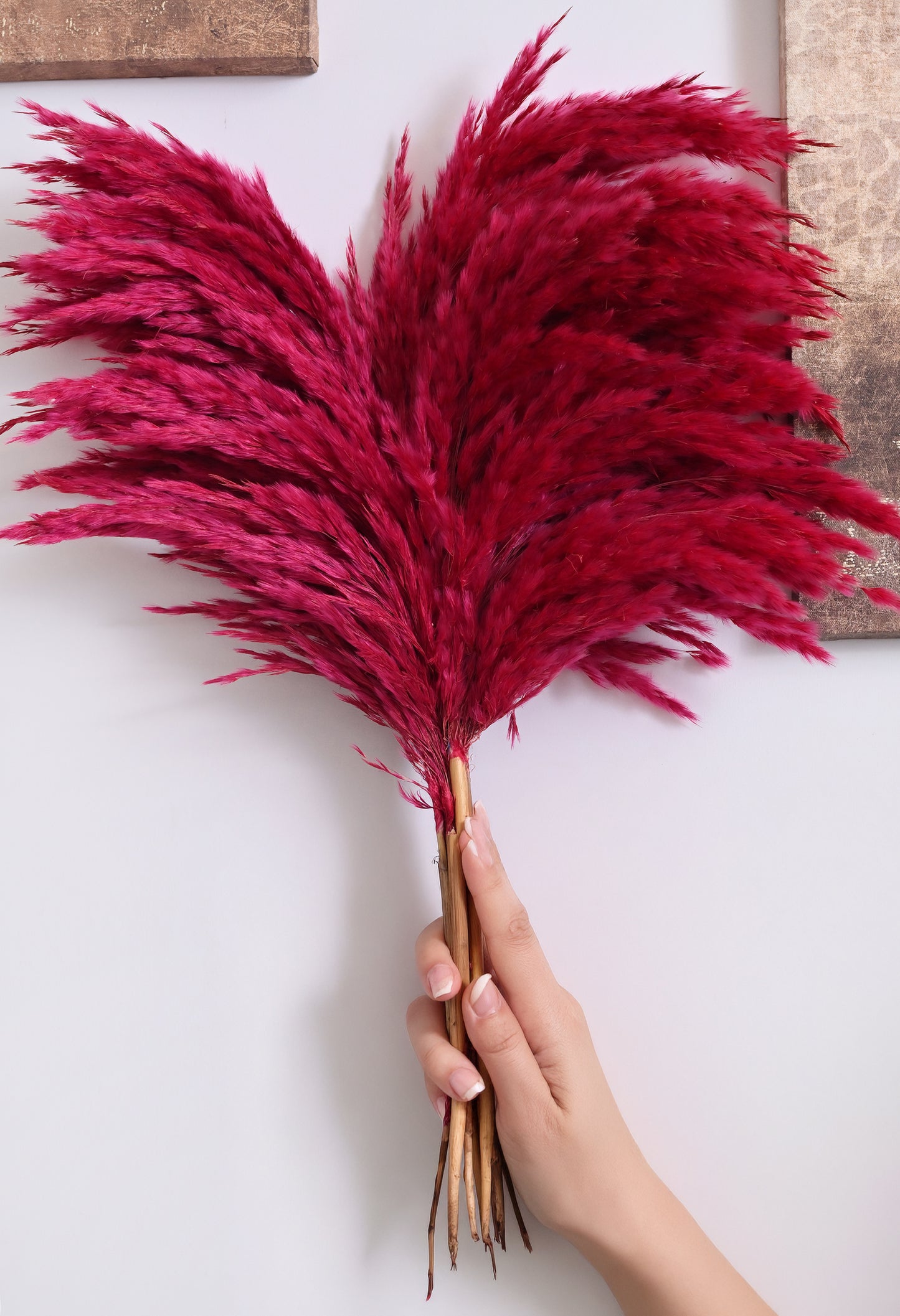 Red Pampas (FD-05)