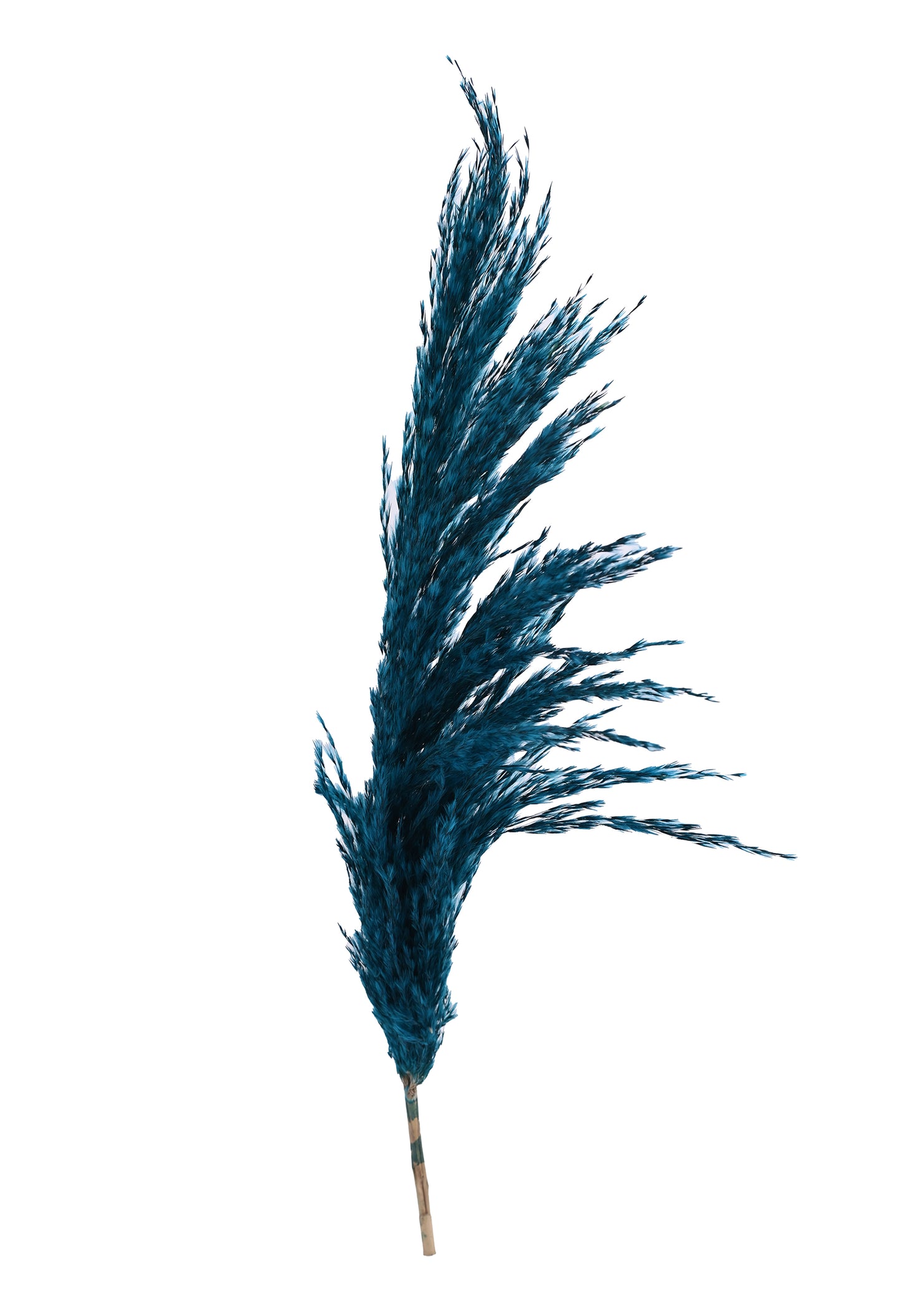 Blue Pampas (FD-05)