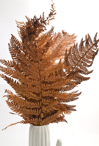 Leather Fern (FS-13)