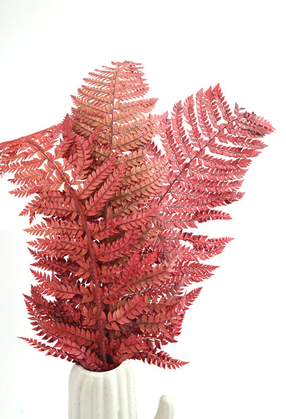 Leather Fern (FS-13)