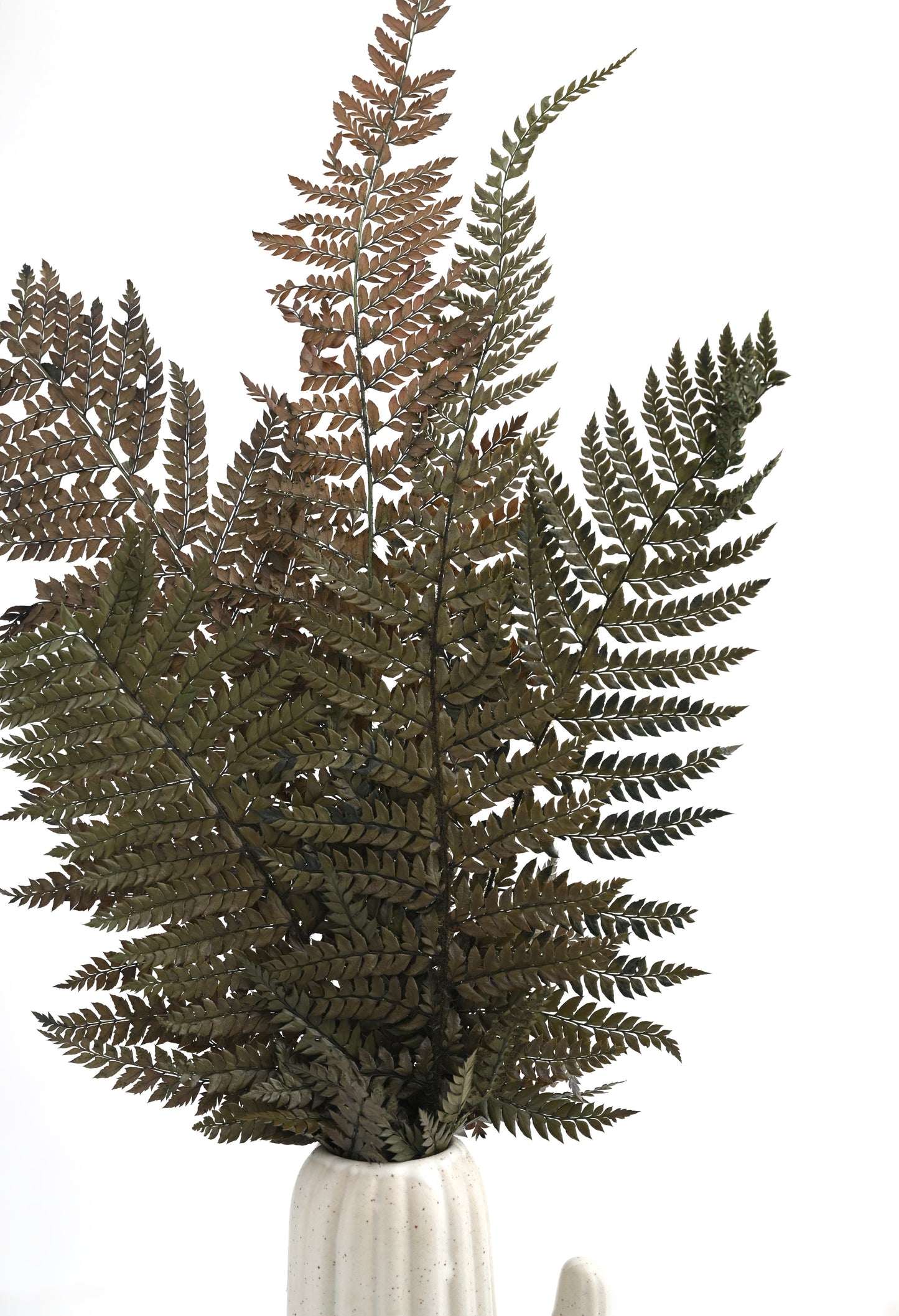 Leather Fern (FS-13)