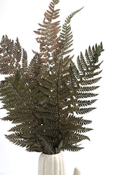 Leather Fern (FS-13)