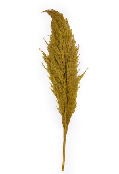 Yellow Pampas (FD-05)