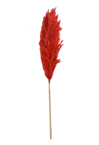 Orange Pampas (FD-05)