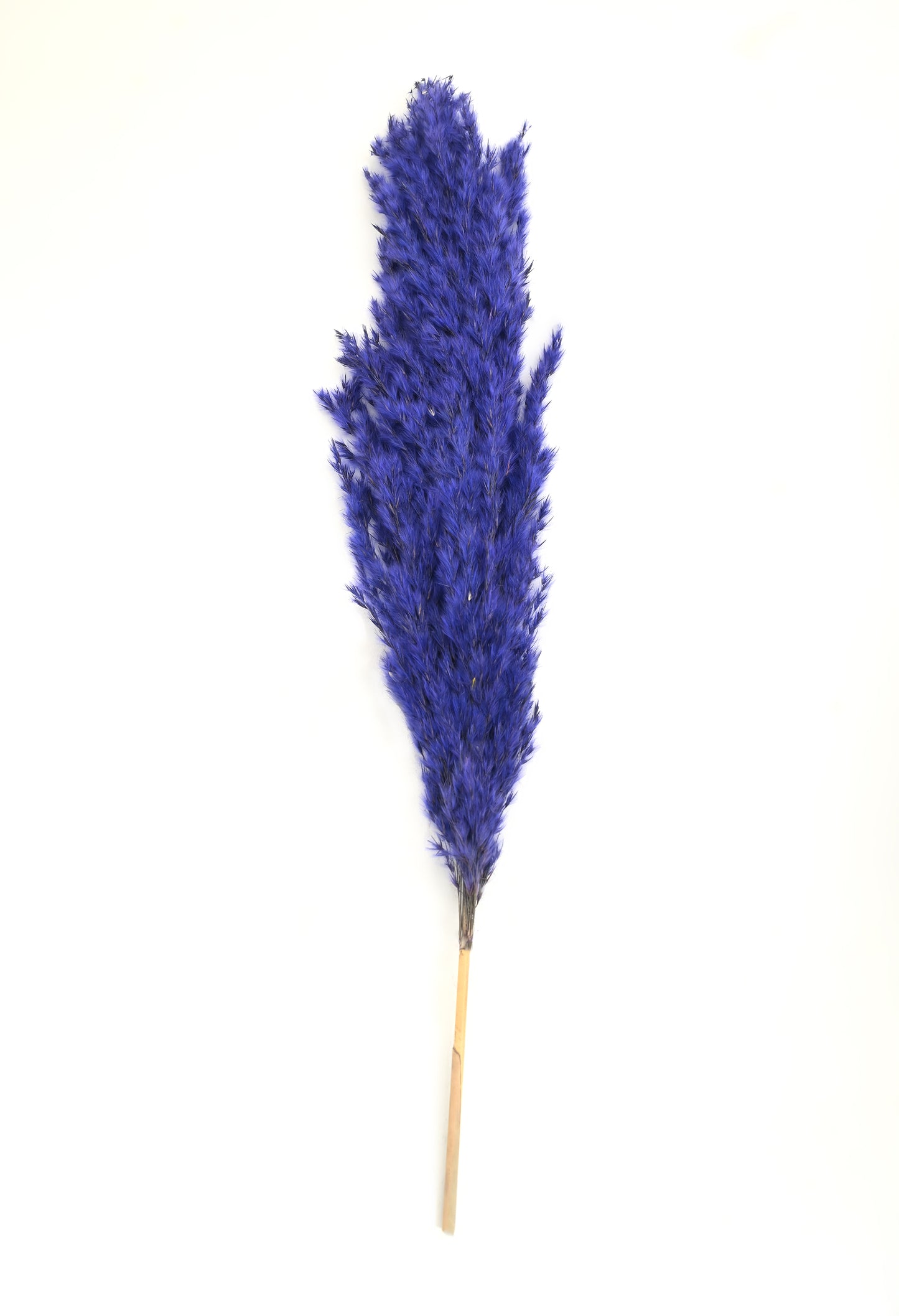 Purple Pampas (FD-05)