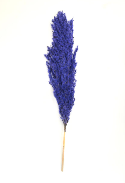 Purple Pampas (FD-05)