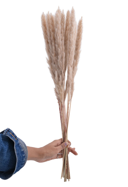 Fox Tail Dry (FD-10)