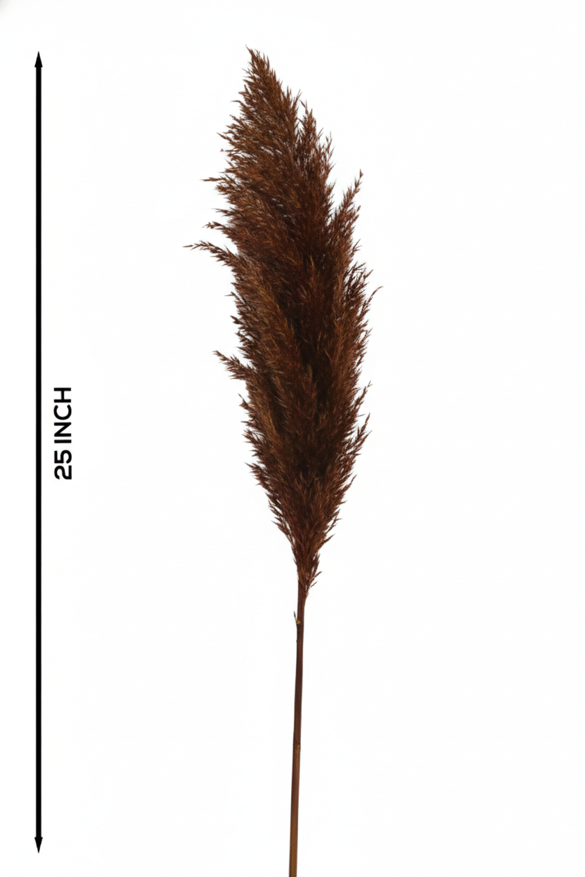 Natural Pampas (FD-05)