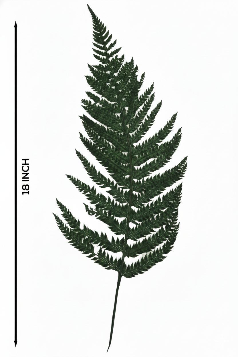 Leather Fern (FS-13)