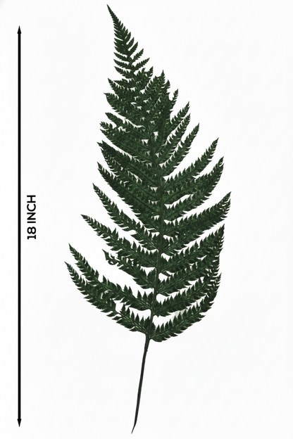 Leather Fern (FS-13)
