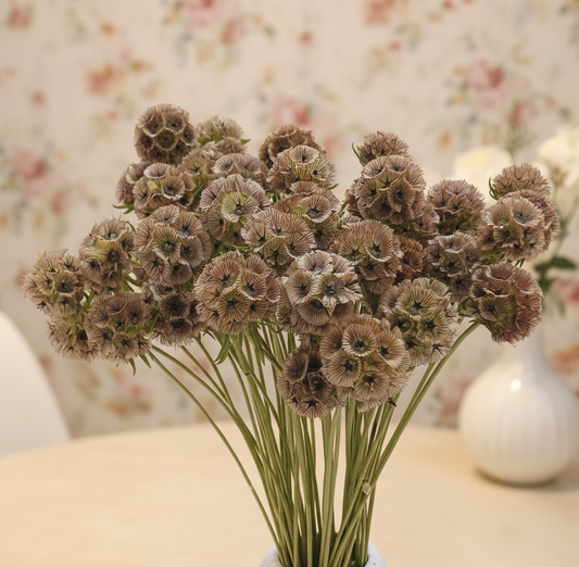 Scabiosa (FS-11)