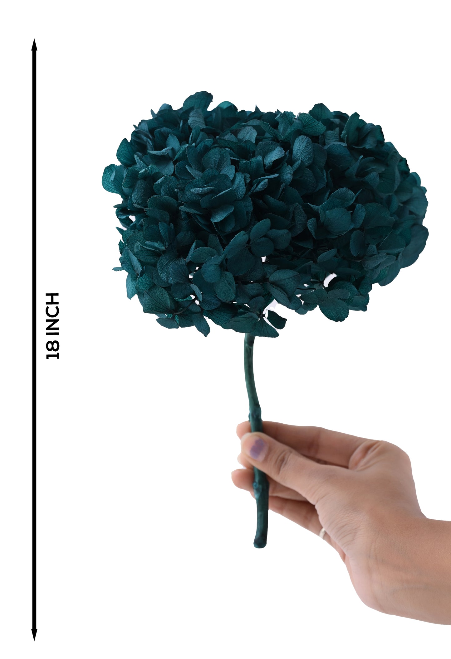 Hydrangea Blue (FS-07)