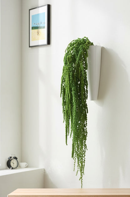 Amaranthus (FS-10)