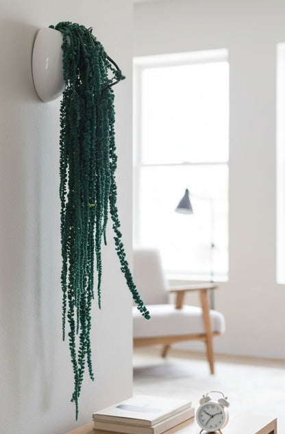 Amaranthus (FS-10)
