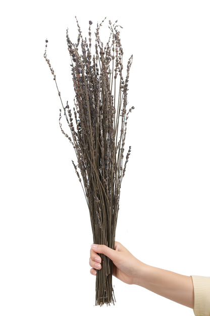 Lavender (FS-10)