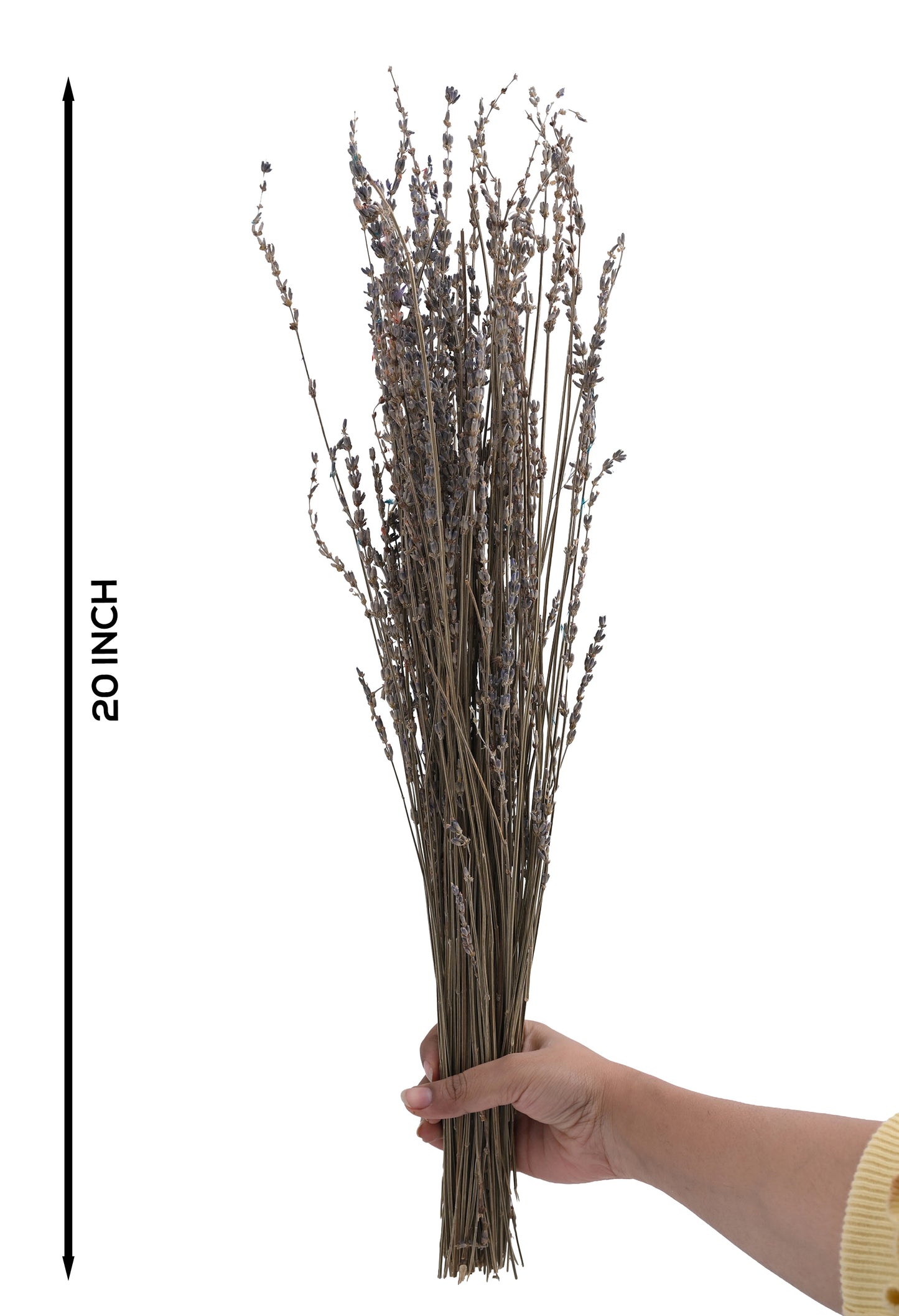 Lavender (FS-10)