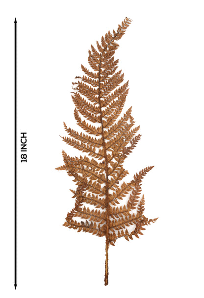 Leather Fern (FS-13)