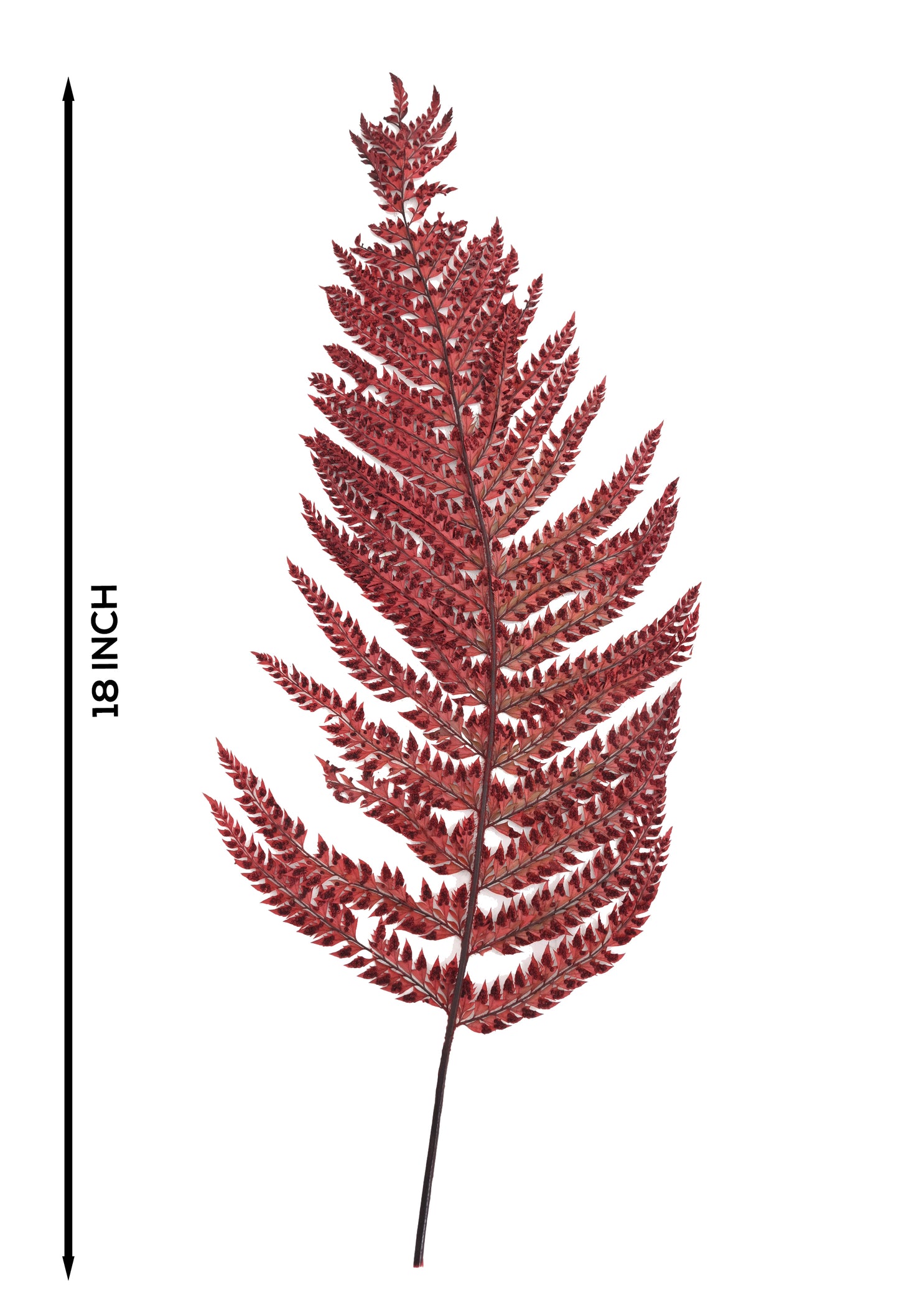Leather Fern (FS-13)