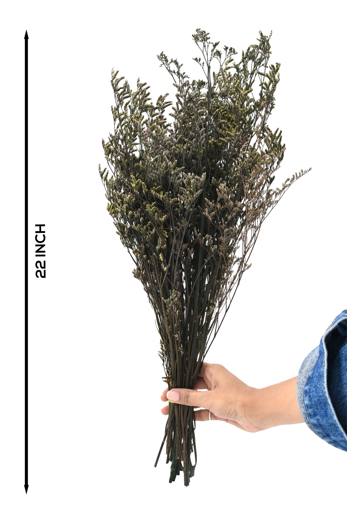 Limonium (FS-12)
