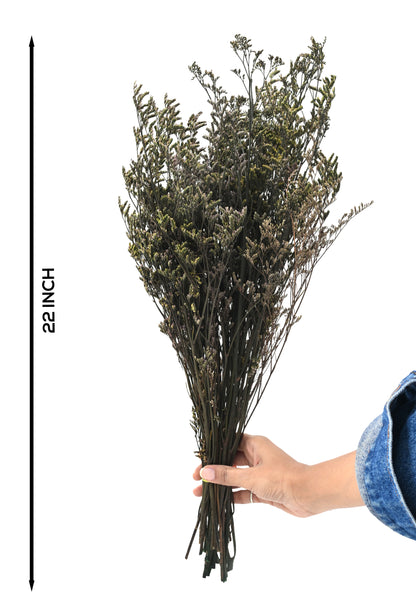 Limonium (FS-12)