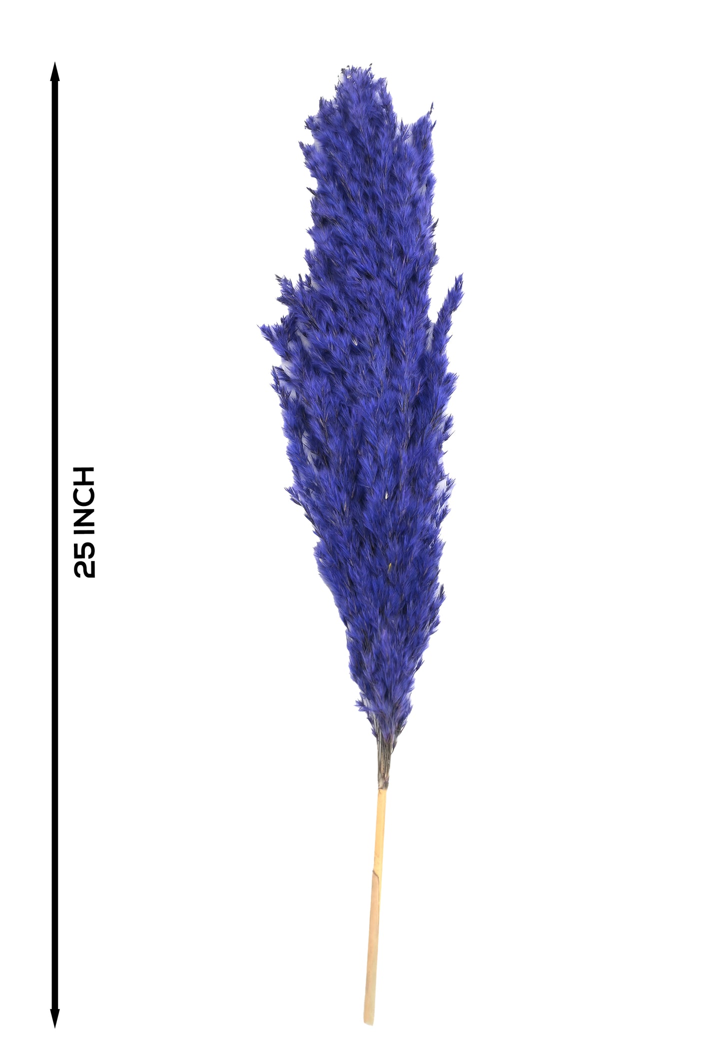 Purple Pampas (FD-05)
