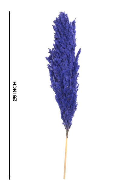 Purple Pampas (FD-05)