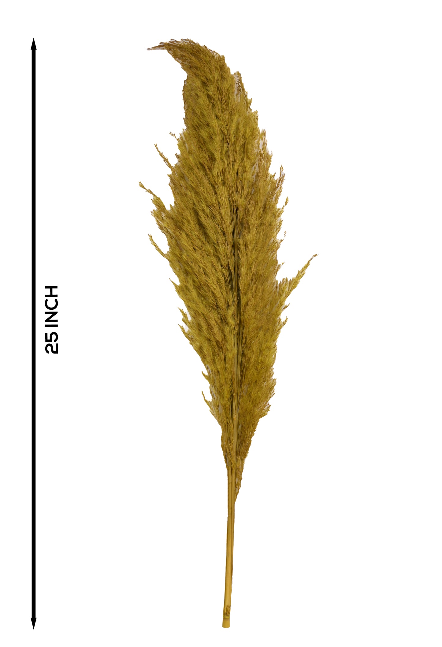 Yellow Pampas (FD-05)