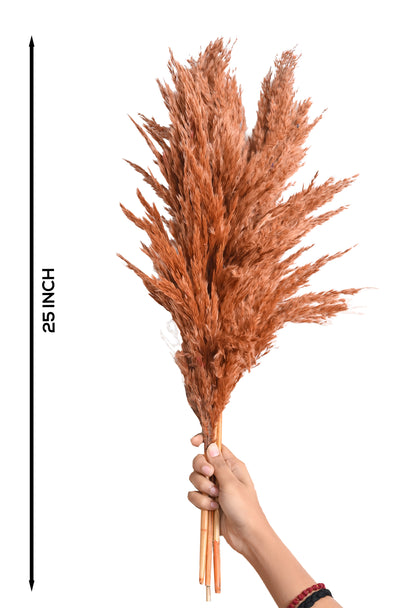 Brown Pampas (FD-05)